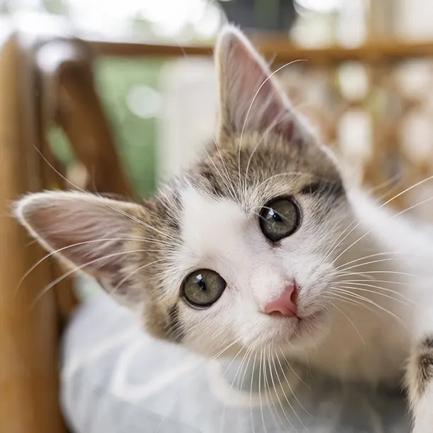 Servicio de cremación para gatos