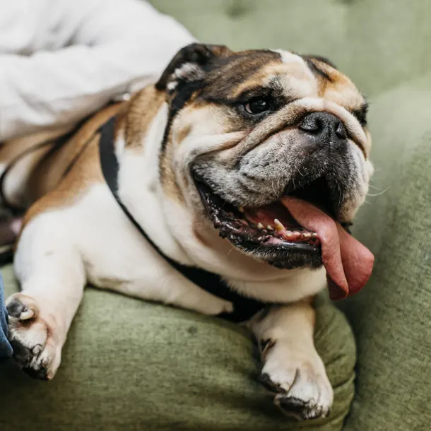 Servicio de cremación para perros